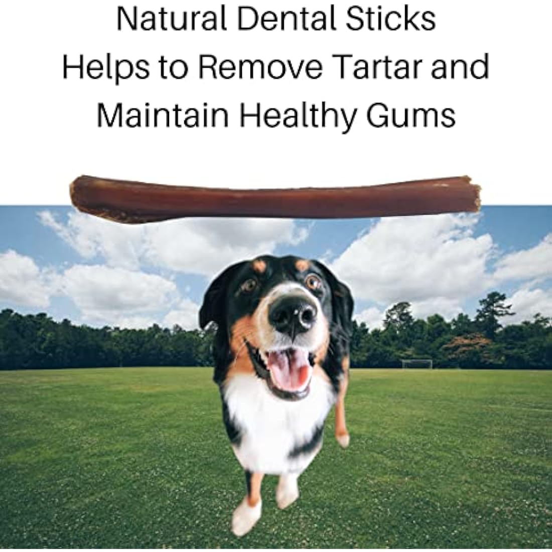 Britten & James 20 Thin Bulls Pizzles for Dogs (12cm length) - Bully Stick, Natural Dental Stick and Dog Chew. Hypoallergenic, Grain Free and Long Lasting Dog Treat