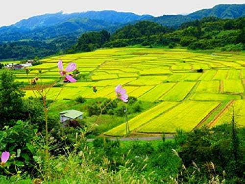 Toyama Koshihikari Japanese Rice 5kg