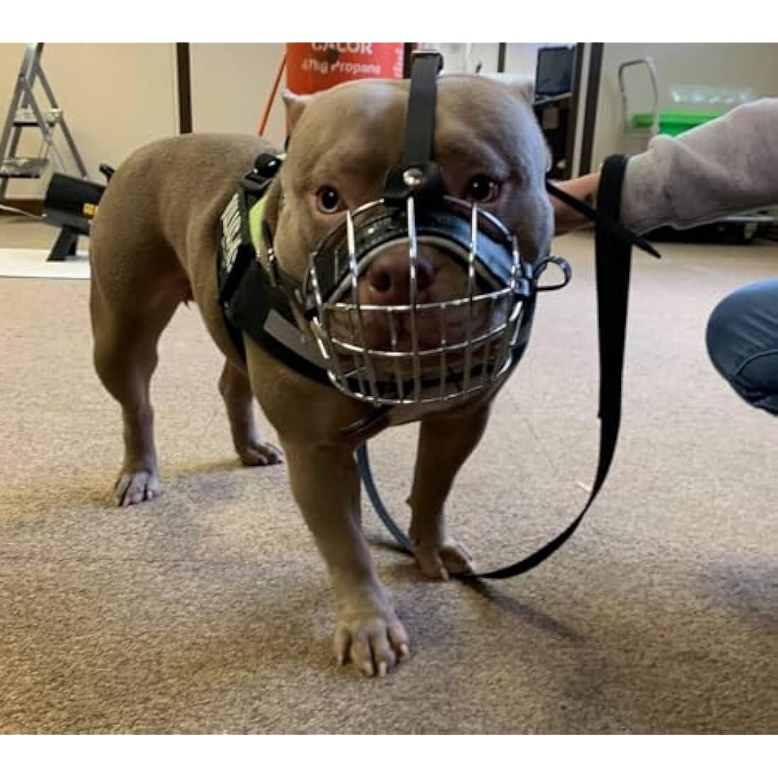 Strong Metal Wire Basket Dog Muzzle for American Bully (BA, Black leather/Black wire)
