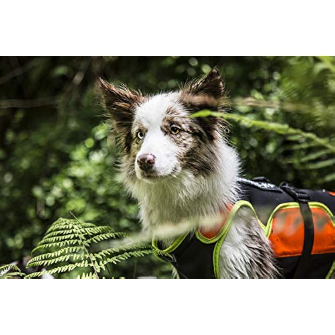 JULIUS-K9 IDC Multifunctional 3in1 Dog Vest, Size: M, Black and UV Orange