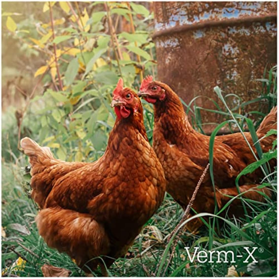 Verm-X 100% Natural Liquid for Poultry. Supports Intestinal Hygiene. Vet Approved. UFAS Assured. Contains Prebiotic for Gut Biome. Restores and Maintains Gut Vitality. Wormwood Free - 500ml