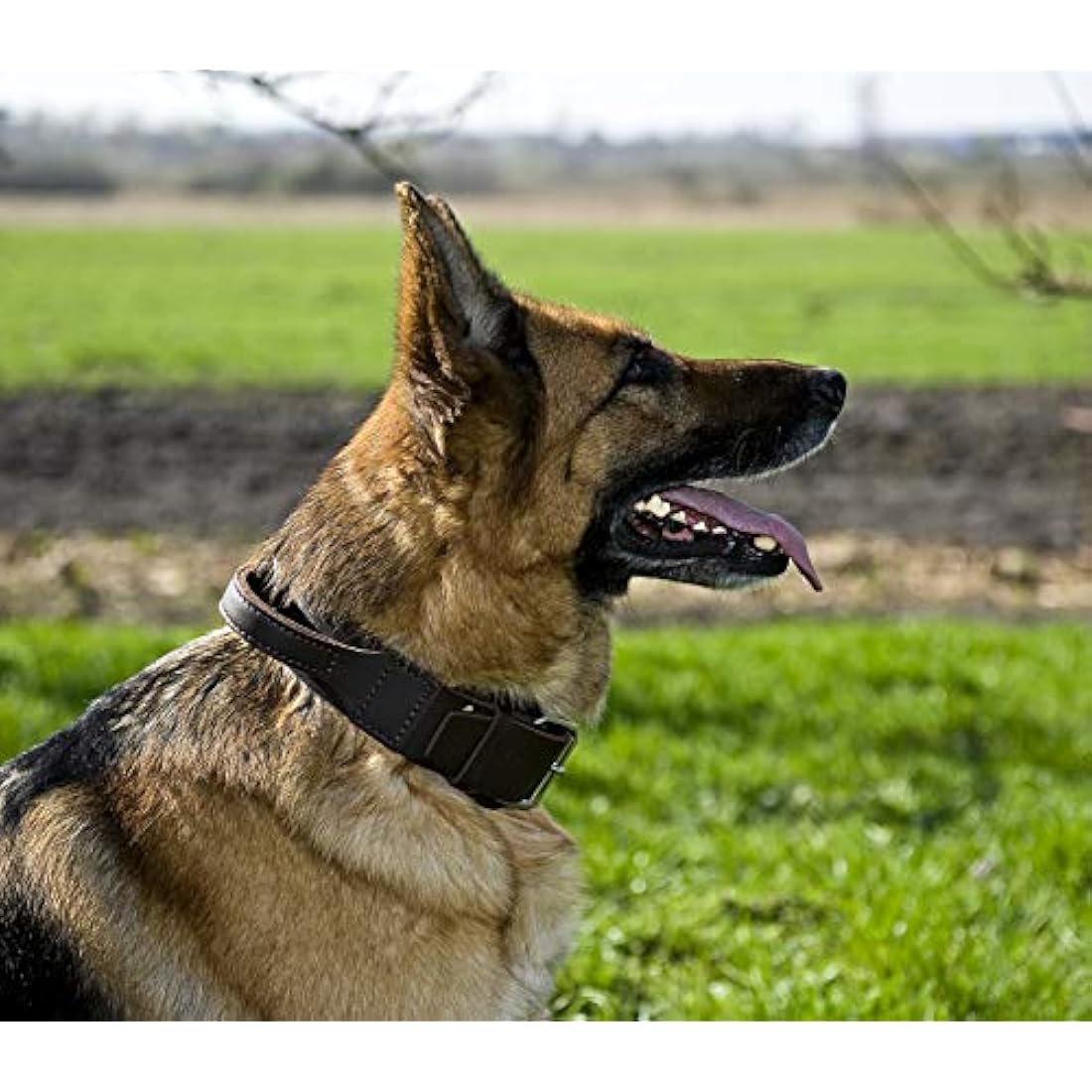 Dingo Brown Collar with a Handle Handmade of Soft Leather Especially for Guard Shepherd Breeds 13105