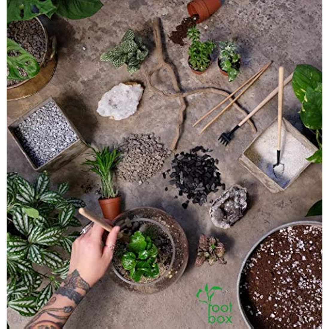 Root box CLEARANCE Large Plant Terrarium Kit in scented giftbox | Succulents, Bonsai, Fittonia, Cactus | Unique DIY GIFT for Summer Anniversaries Birthdays Employees