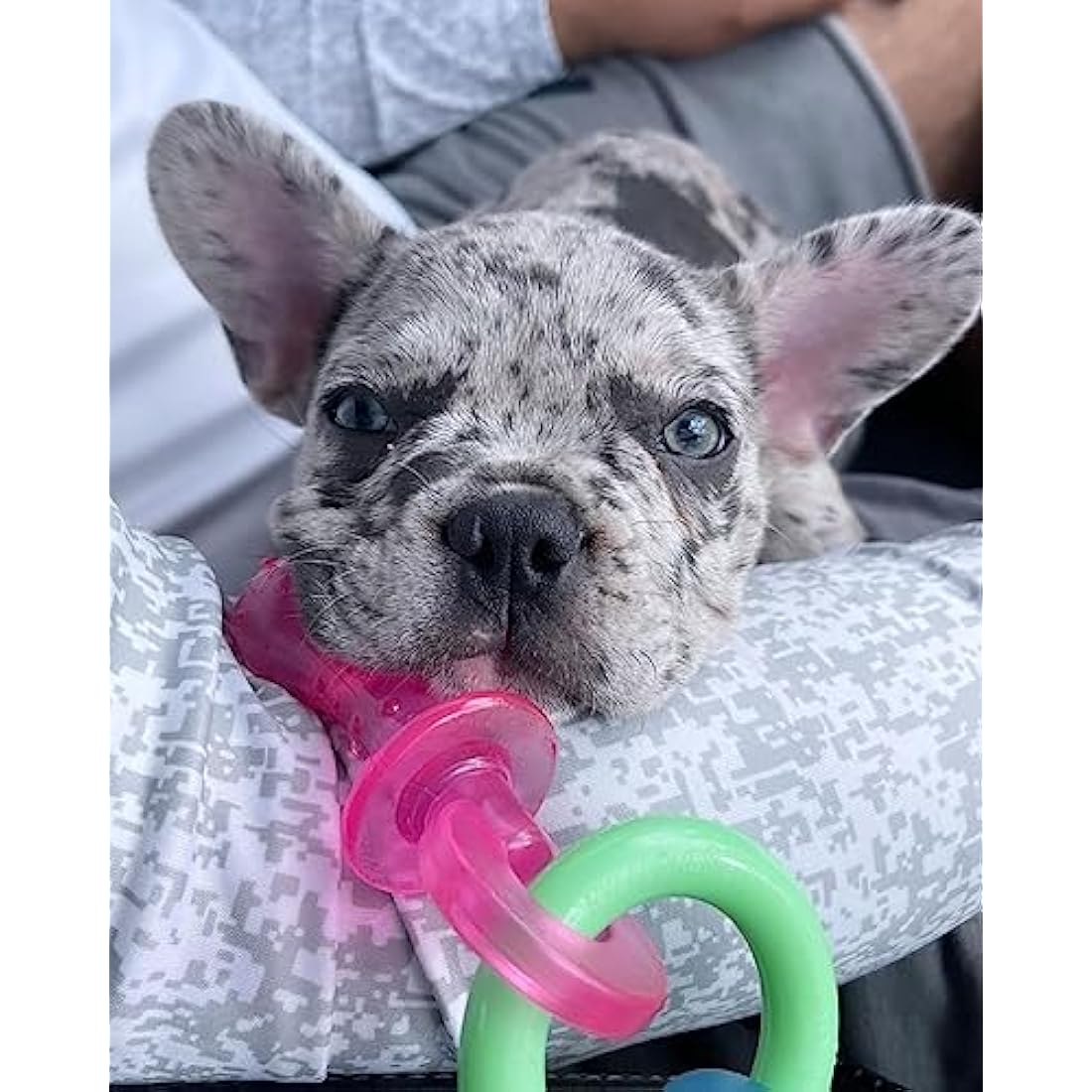 Nylabone Puppy Dog Teething Chew Toy Pacifier, Bacon Flavour, Extra Small, for Puppies Up to 7 kg, Blue/Pink