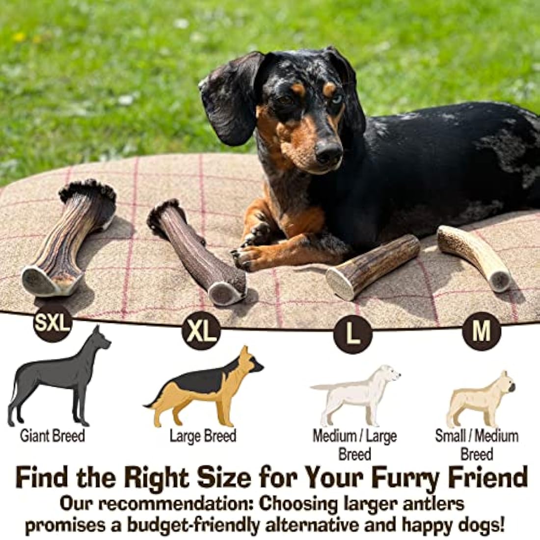 Antler Chew – Super Extra Large Antler Dog Chew (350–450g, From 17cm) | Naturally Shed & Sanded | Long-Lasting, Odourless Chew for Moderate Chewers | Supports Dental Health
