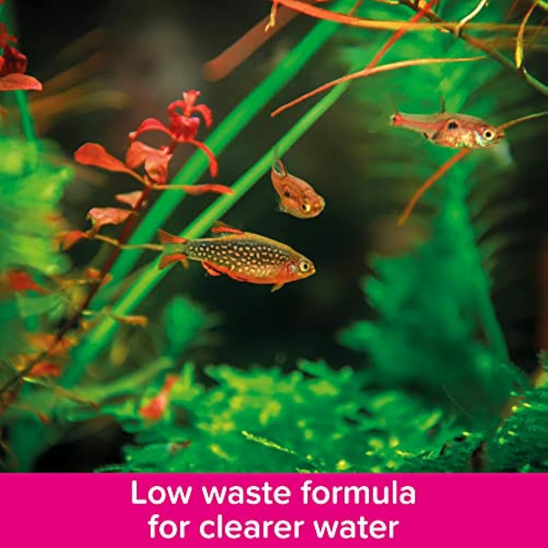 King British | Tropical Fish Flake With Immuno Health Booster | Complete Food for Tropical Fish | Helps Prevent Infection and Disease | High Protein Content | Includes Essential Vitamins | 28g