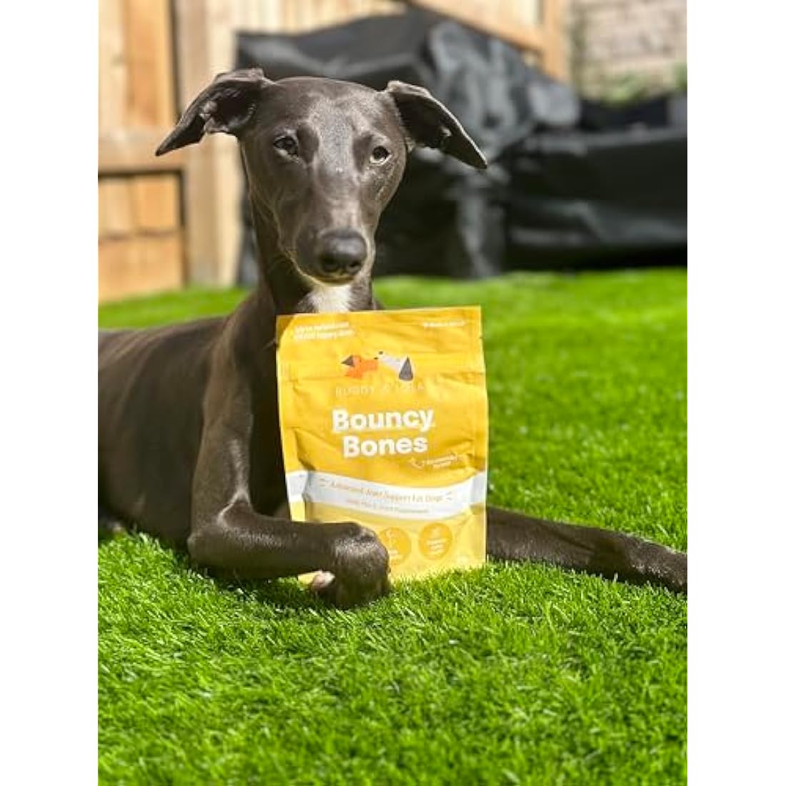 Buddy & Lola Joints and Tummy Bundle for Dogs - High CFU Count, Plant-Based Dog Probiotics for Gut Health - Dog Probiotic Powder with Prebiotics for Skin Health & Joint Support Supplement