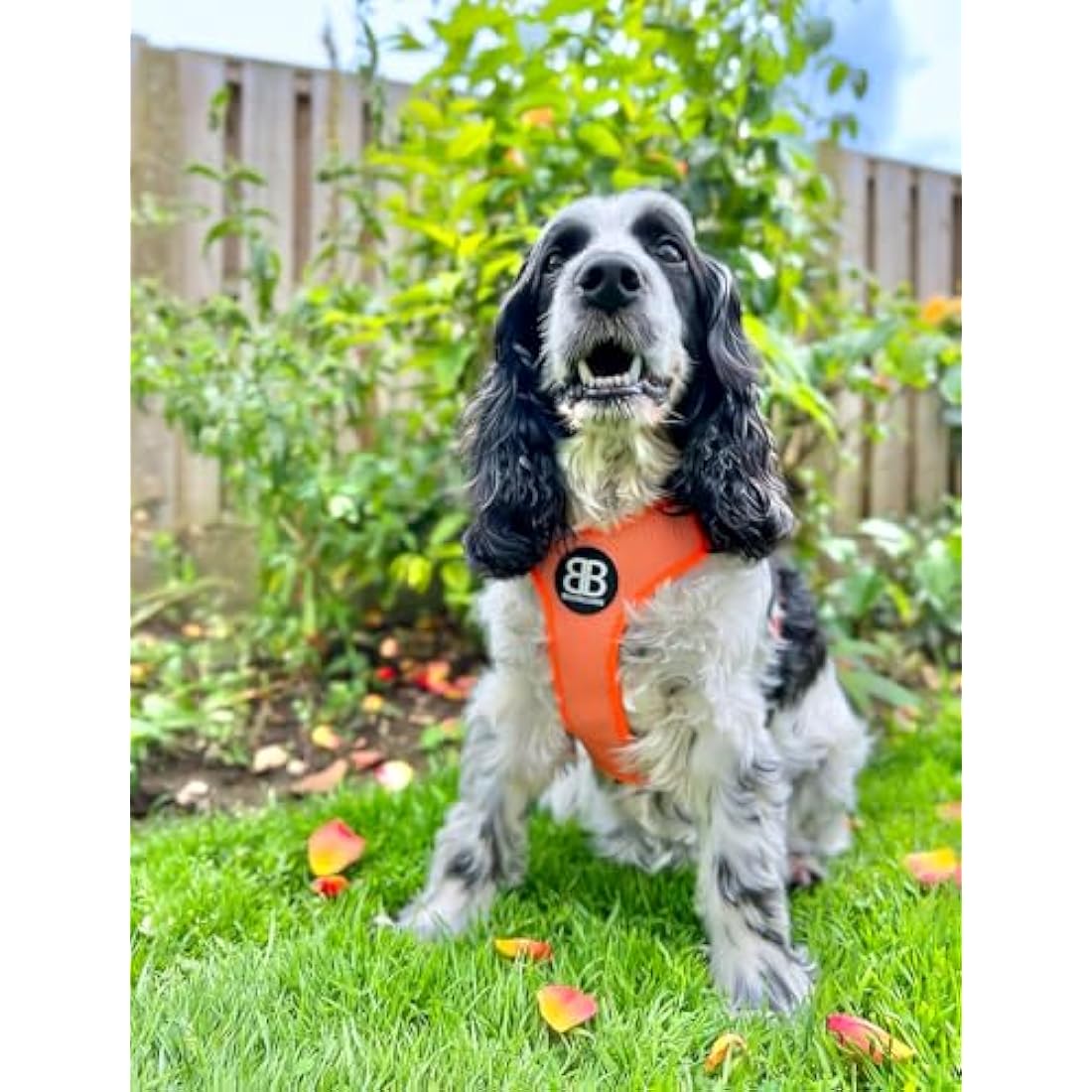 BullyBillows Active Light Dog Harness With Handle | Premium Padded Lining & Highly Reflective Harness | Orange Small