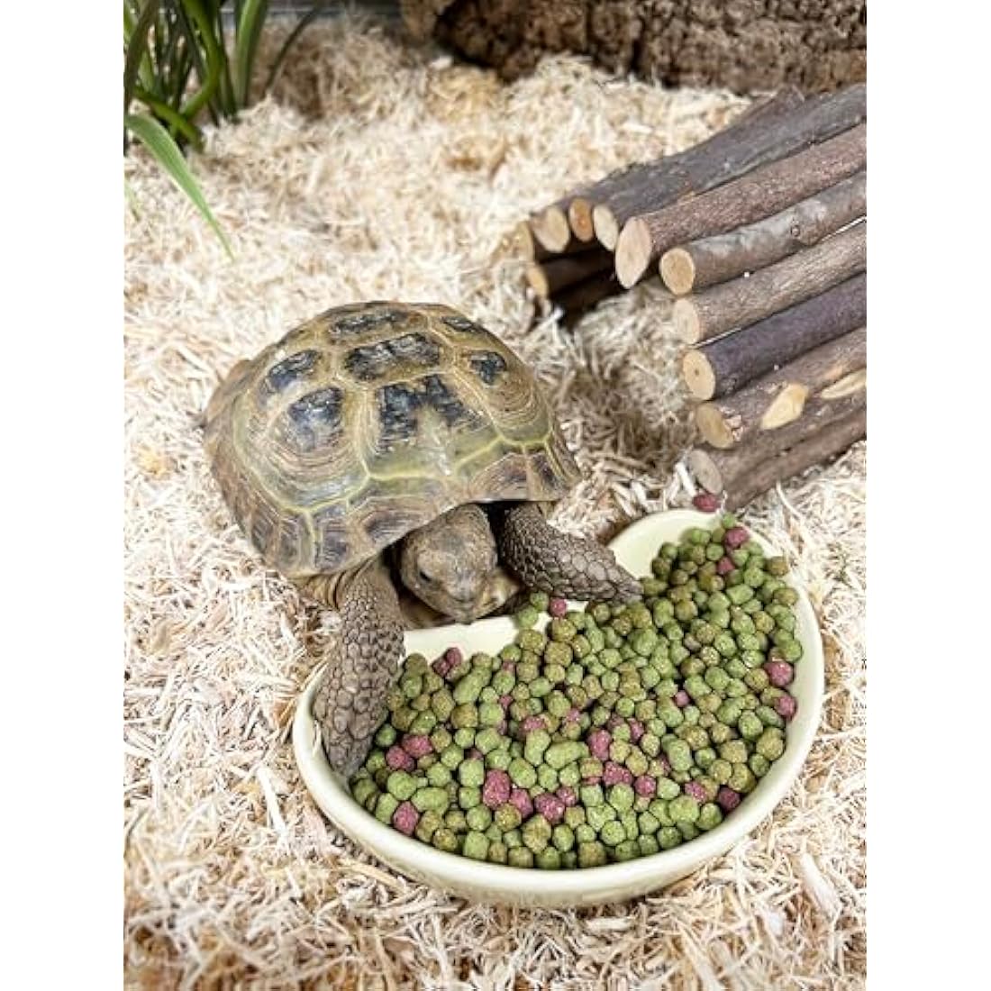 Komodo Complete Holistic Tortoise Diet Fruit and Flower 170g, Balanced food for Torotises, Natural Flavoured Tortoise Food