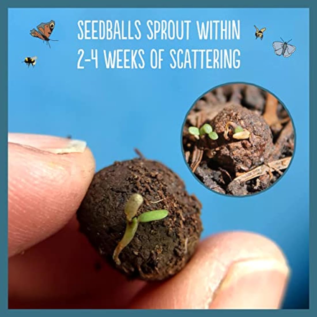 SEEDBALL Urban Meadow Mix Seed Bombs (Wild Flower Tin) – 20 Balls | British Wildflower Seeds - Seed Bomb for Bees, Butterflies, Birds & Garden Wildlife – A Colourful Mix of Annuals & Perennials