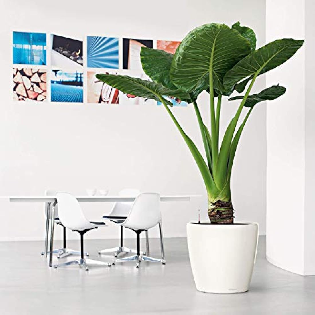 Lechuza Self Watering Plant Pot CLASSICO 50 LS Garden Flower Indoor and Outdoor Plastic Planter with Drainage Hole D50 H47 cm Black High-Gloss