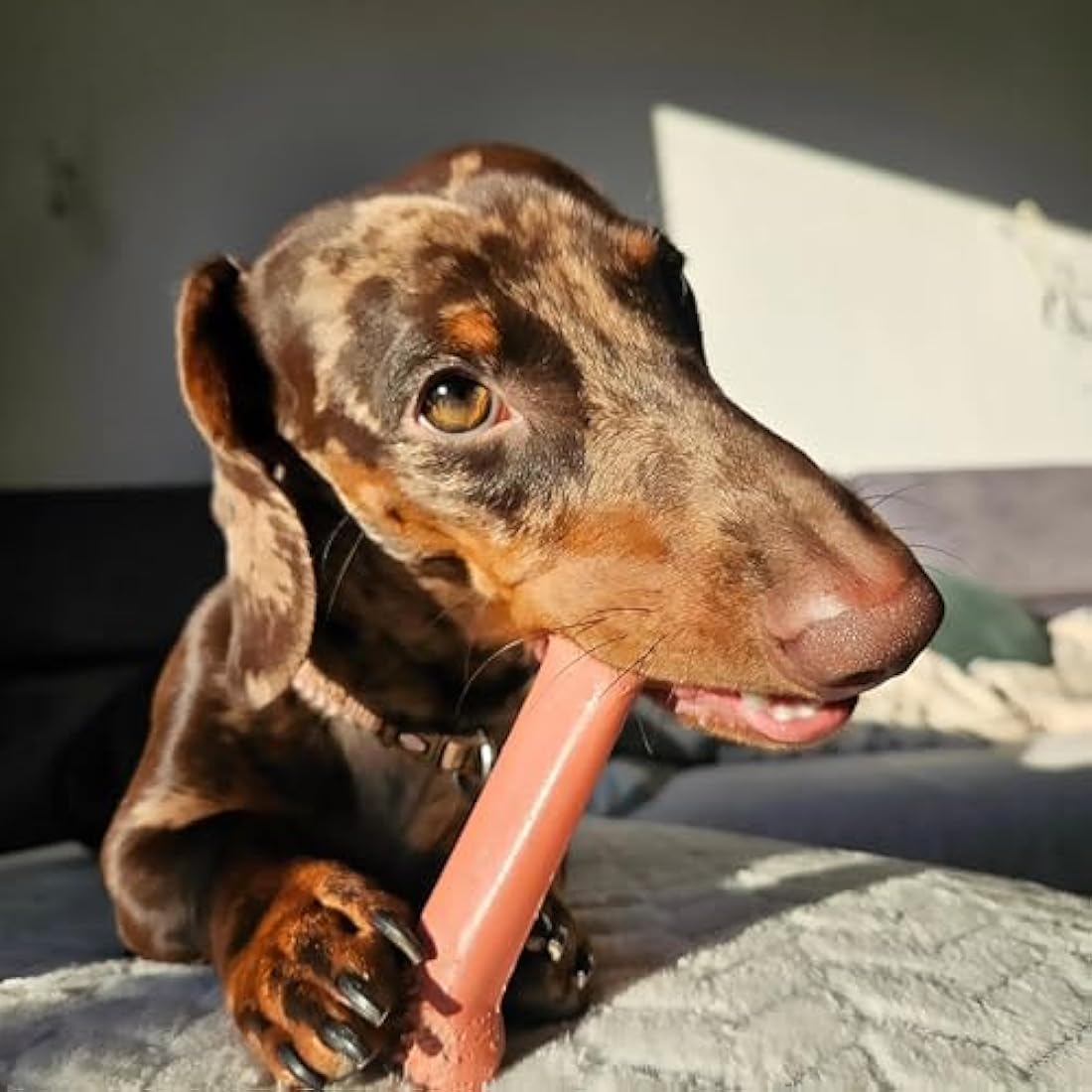 Nylabone Dura Chew Extreme Tough Dog Chew Toy Bone, Bacon Flavour, M, for Dogs Up to 16 kg