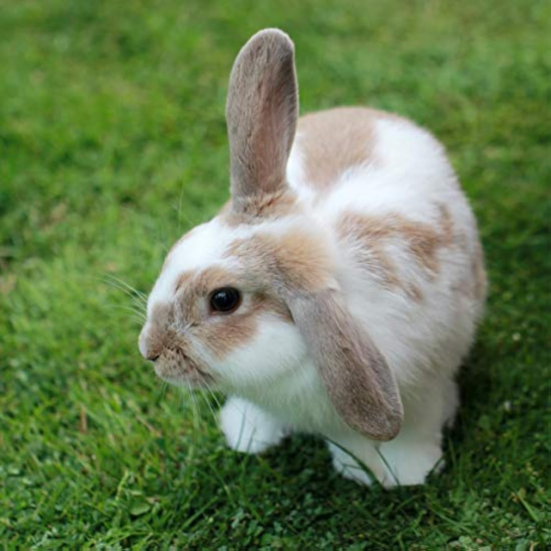 Extra Select Premium Rabbit Nuggets - Outdoor/Indoor Rabbit Food Pellets with Essential Vitamins & Minerals - 10kg