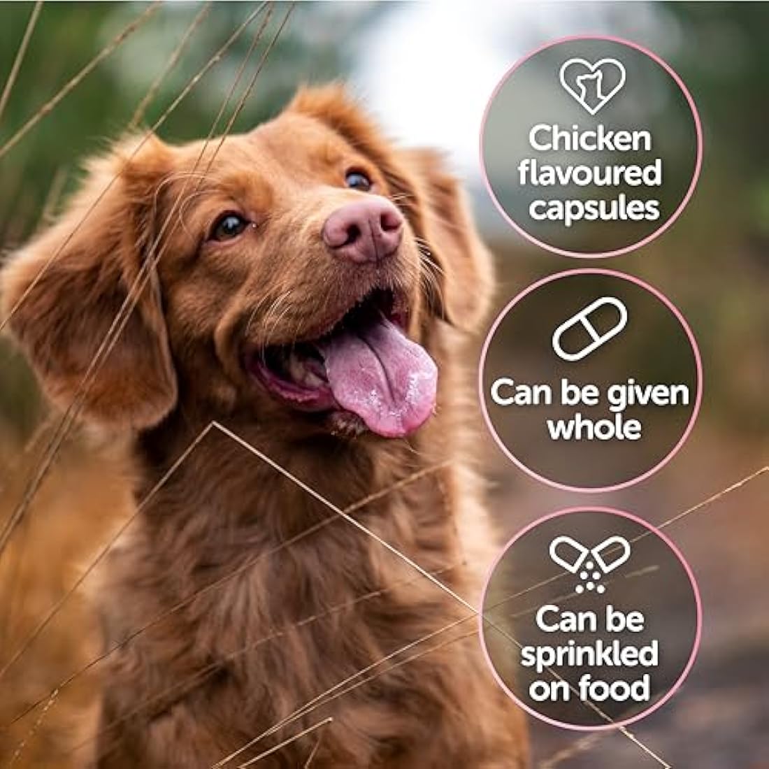 Protexin Veterinary CystoPro Capsules for Dogs and Cats, Bladder Health and Immune System Support, Meat-Free Chicken Flavour, 120 Capsules