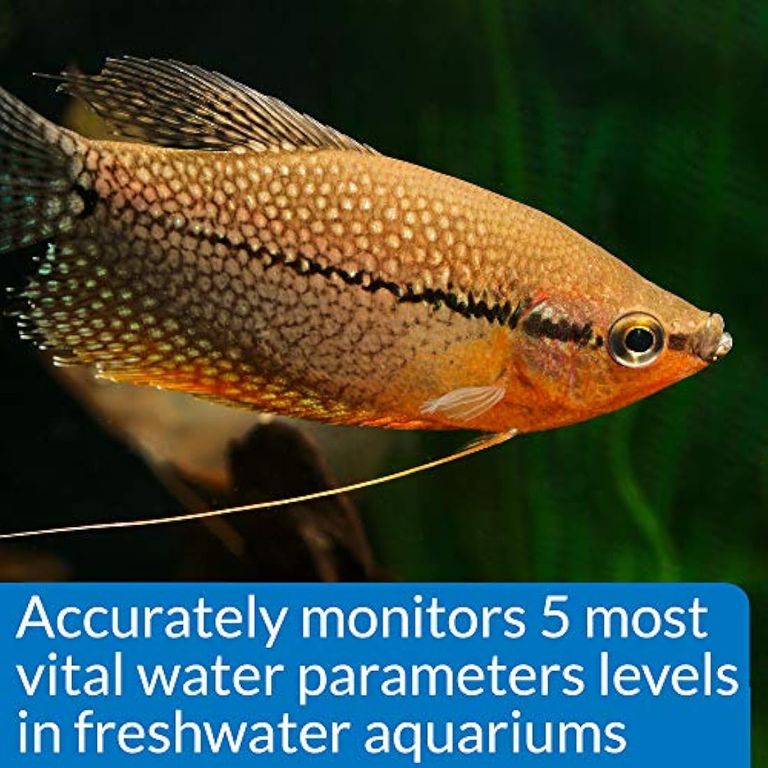 API 800 Test Freshwater Aquarium Water Master Test Kit