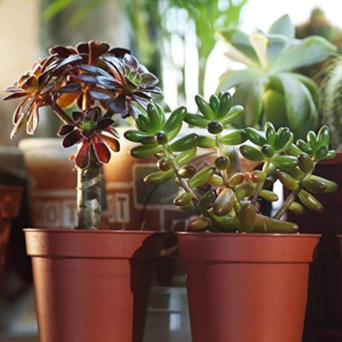 GardenersDream 20 Succulent Plants - Real Indoor Plants for Desks, Shelves, and Windowsills - Healthy and Lively Air Purifying Plant - Great Gifts for Plant Lovers (5–25 cm)