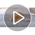 Washable Pee Pads for Dogs, 2Pack Puppy Pads Washable,Absorbent Reusable Whelping Pads Non-Slip Dog Mats with Bone Print for Floor Protector, Couch Cover, Crate, Potty Training -92x104CM