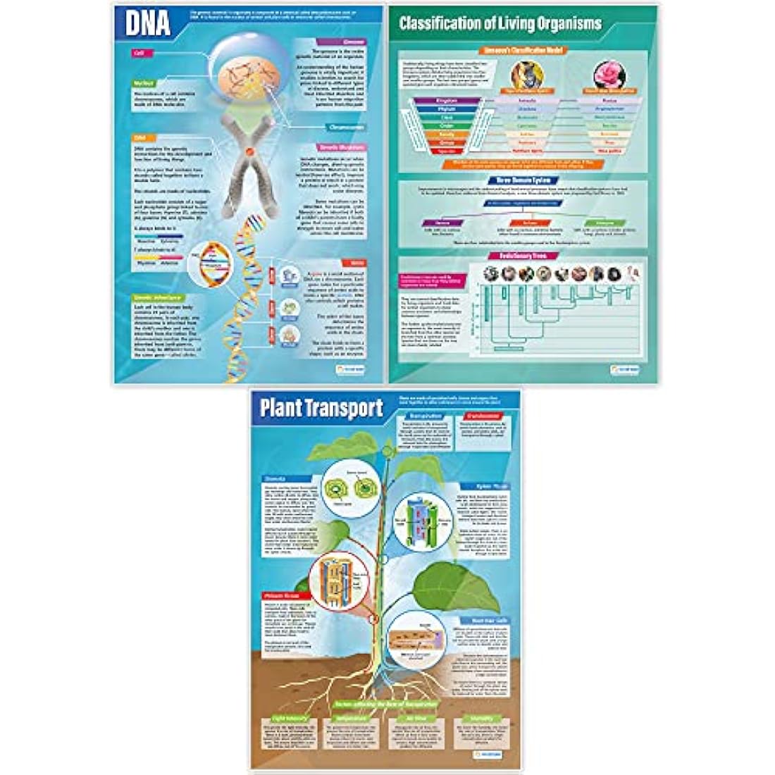 Daydream Education Biology Posters - Set of 13 | Science Posters | Gloss Paper measuring 850mm x 594mm (A1) | Science Charts for the Classroom | Education Charts