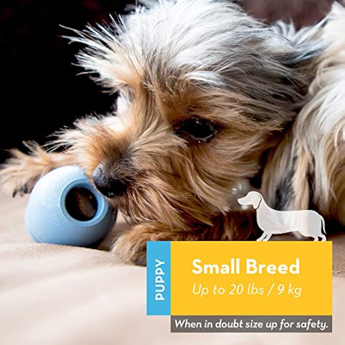 KONG - Puppy Toy Natural Teething Rubber - Fun to Chew, Chase & Fetch - For Small Puppies (Colour May Vary)
