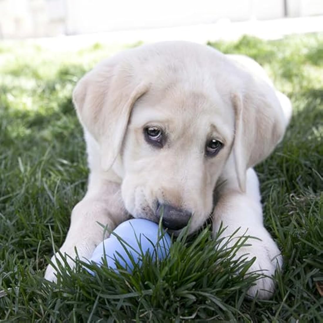 KONG Puppy - Stuffable Teething Chew Toy for Dogs - Natural Rubber Material - For Large Puppies, Blue
