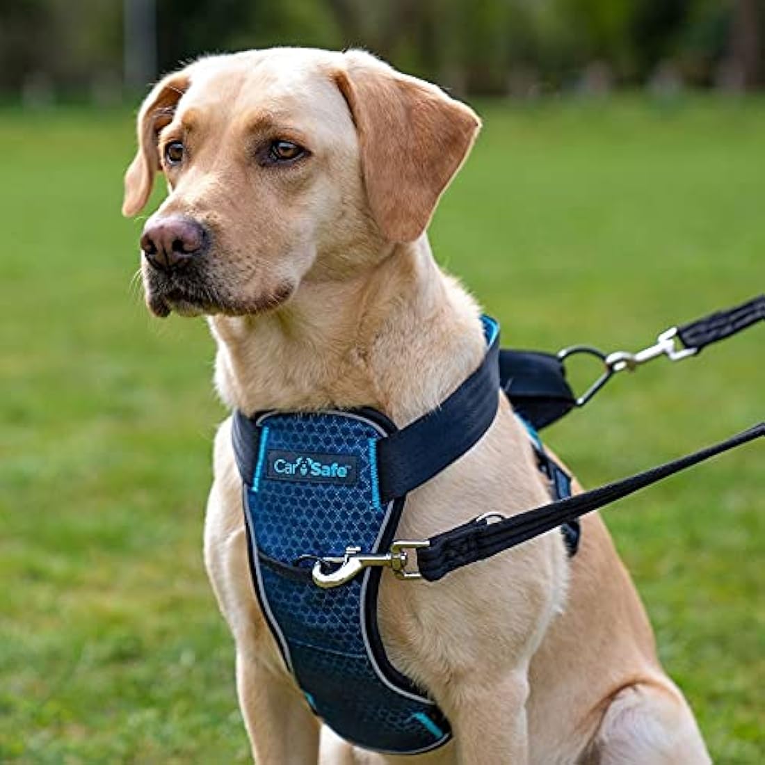 CarSafe Crash Tested Dog Safety Harness - from the makers of Halti. Crash Tested to 32Kg/70lbs, Safely Secure Dog in the Car, Comfortable and Padded Design, for Toy, Small, Medium and Large Dogs