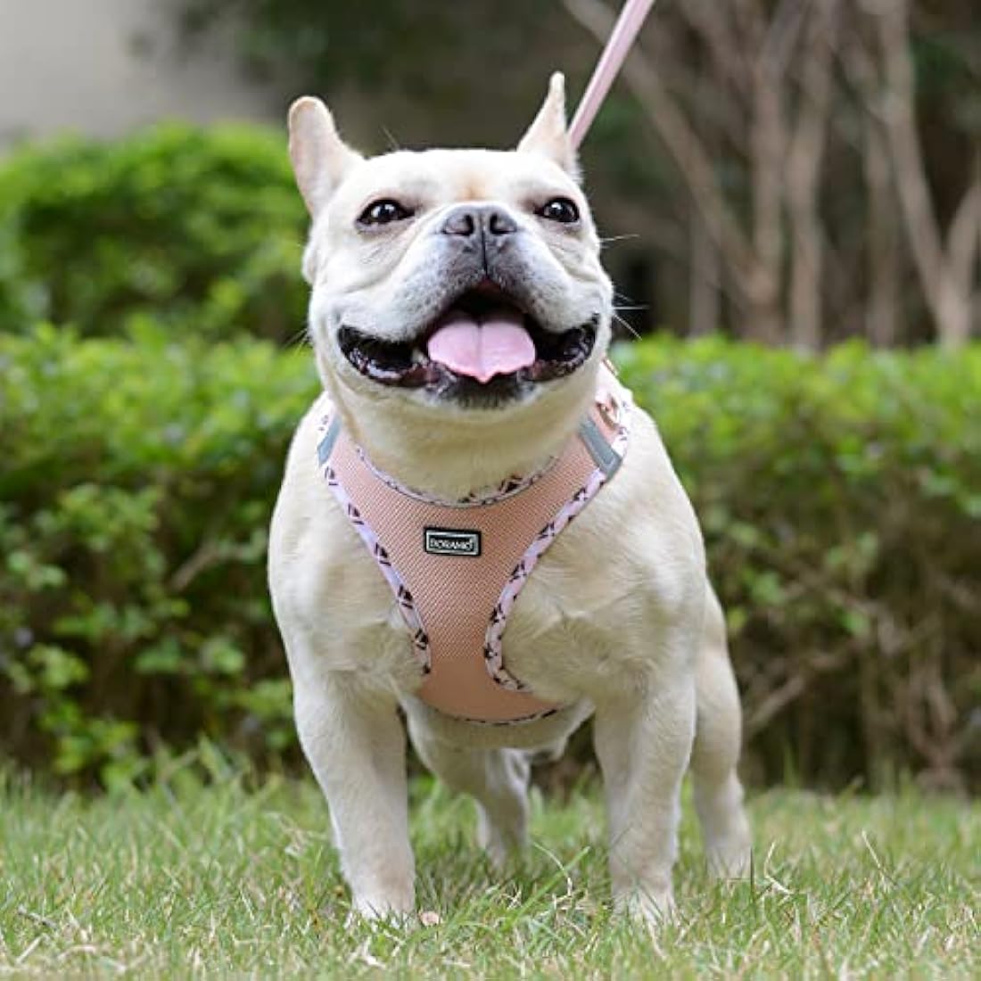 DORAMIO Step-in Dog Harness and Leash Set, Soft Mesh No-Chock Reflective Breathable Easy Walk Lightweight Vest Harnesses with Safety Buckle for Small Dogs, Cats, Puppies (Champagne, XL)