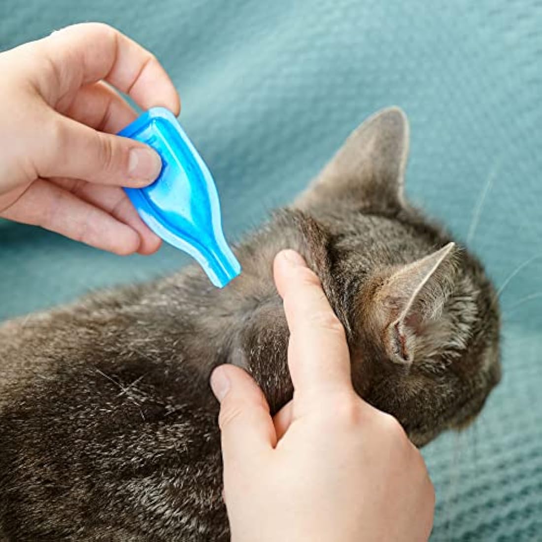 Beaphar | FIPROtec Spot-On for Cats | Kills Fleas & Ticks | Vet Strength Treatment | Easy to Apply | Suitable for Cats & Kittens from 8 Weeks of Age, Weighing more than 1kg | 6 Pipettes