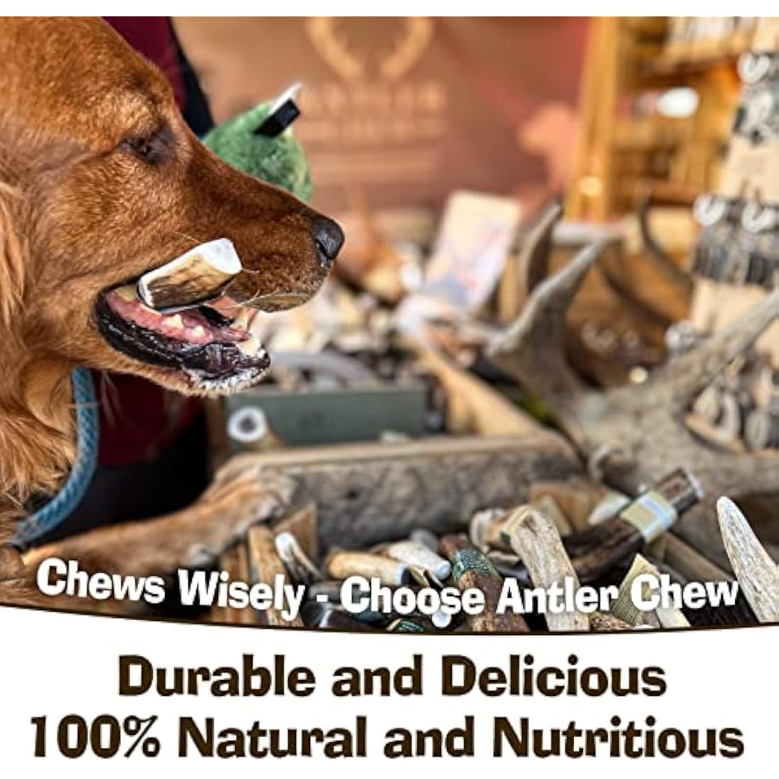 Antler Dog Chews by Antler Chew – 3-Pack Medium (71–90g, From 10cm) | Naturally Shed & Sanded | Long-Lasting, Odourless Chew Toys for Moderate Chewers | Supports Dental Health