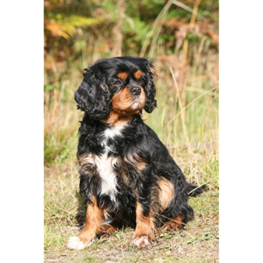 Skinner's - Ruff and Ready (15kg)