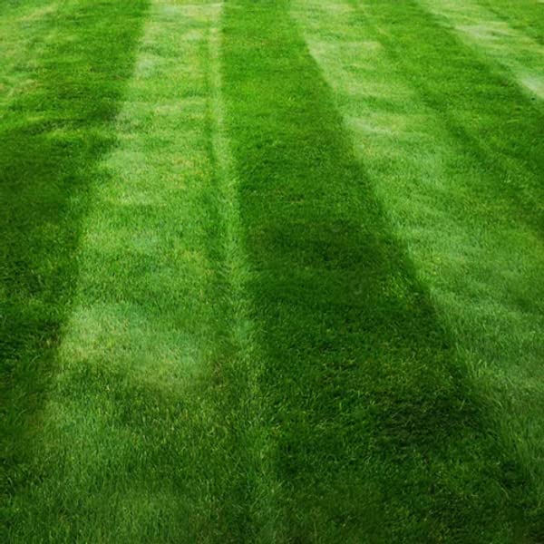 Dark Green Lawn Seed - Grass Seeds for a Green Lawn All Year Round - Hard Wearing & Fast Growing Mix - Garden Lawncare Guy (5kg - 200m?)