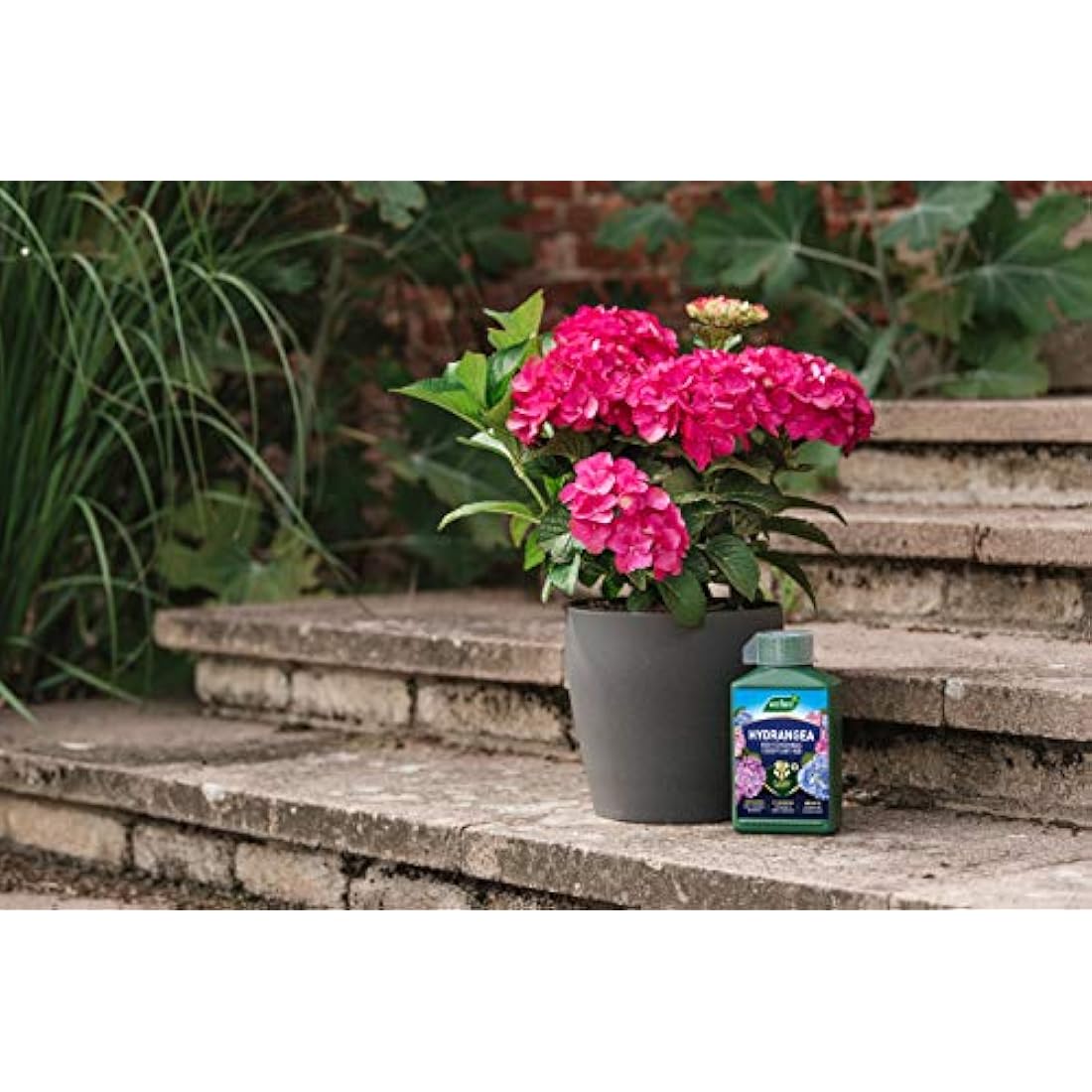 Westland 20100444 Hydrangea High Performance Liquid Plant Food 1 Litre, Green