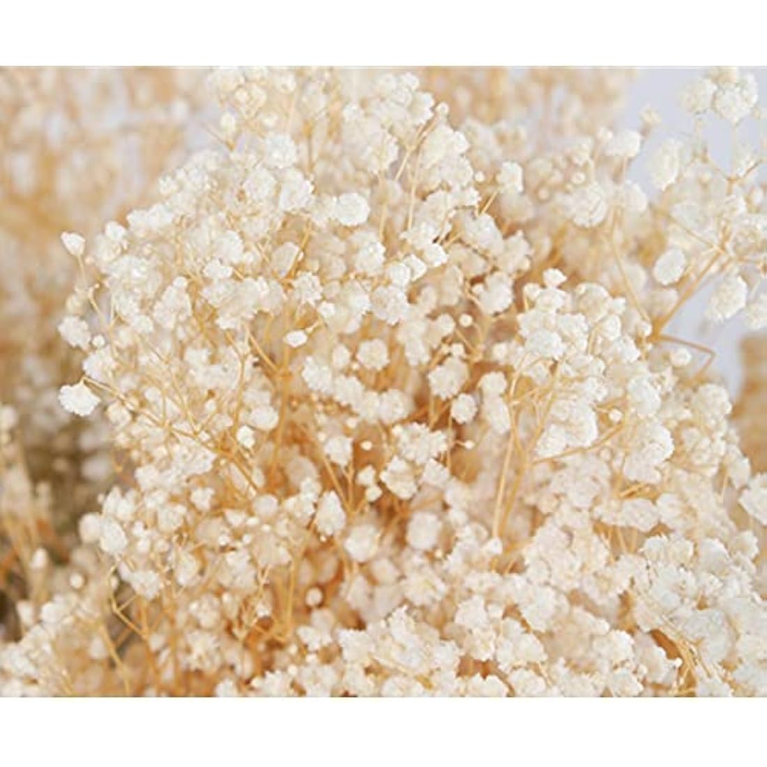 OUKEYI 17 Inch Dried Flowers Baby's Breath Bouquet - 2000+ Ivory White Dry Flowers,Natural Gypsophila Branches for Home Decor, Wedding, Table Decor, DIY Wreath Floral, Dry Flowers Bulk for Vase