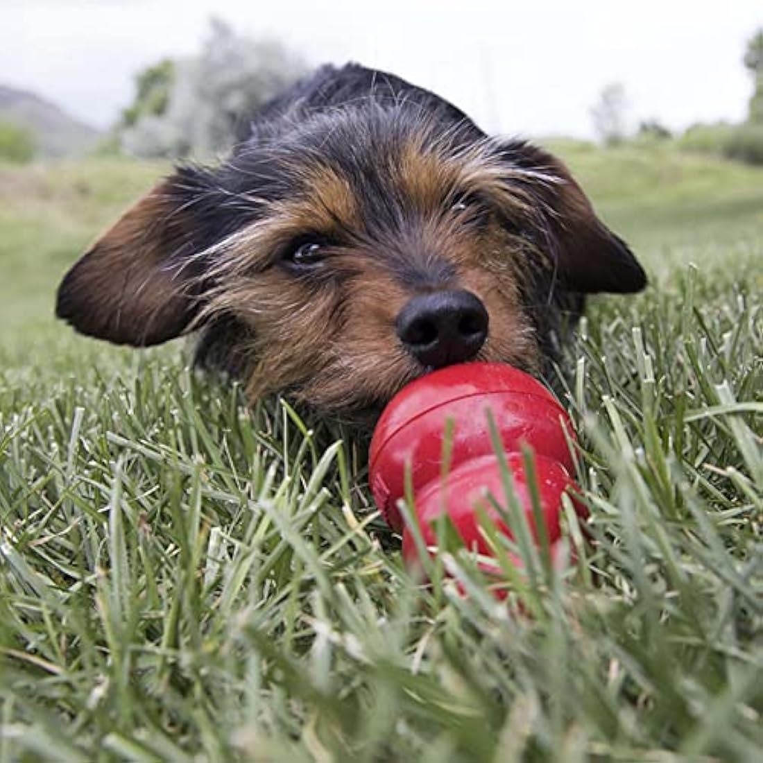 KONG Easy Treat for Dogs - No-Mess Dog Treat Paste - Use with KONG Rubber Toys - Peanut Butter, 227ml
