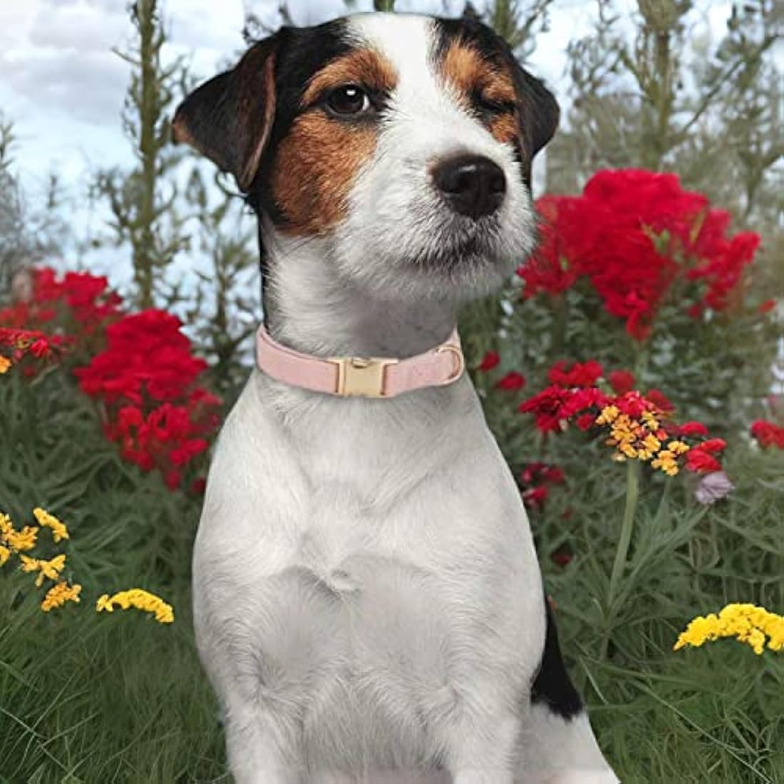 YUDOTE Ultra-soft Dog Collar Natural Cotton Corduroy Made for Small Dogs with Sensitive Skin,Dusty Pink