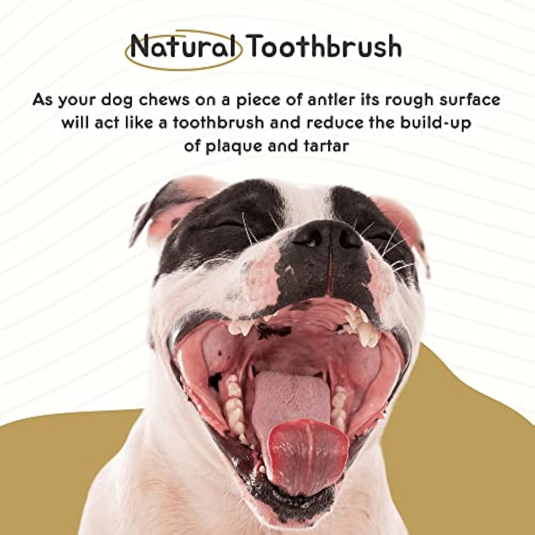 Ace Antlers Deer Antlers for Dogs (Monster 600-700g Piece) - Natural Dog Antler Chews for Chewing Satisfaction - 8 Sizes inc Small, Medium and Large Antlers for Puppies and Adult Dogs