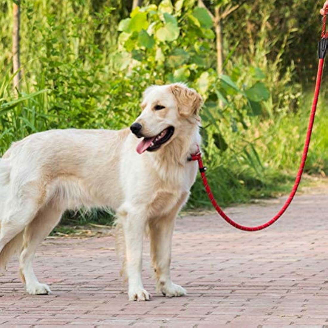 nuoshen Dog Slip Lead,125cm Extremely Durable Strong Dog Training Leash Rope Adjustable Pet Lead Leash for Dogs, Red