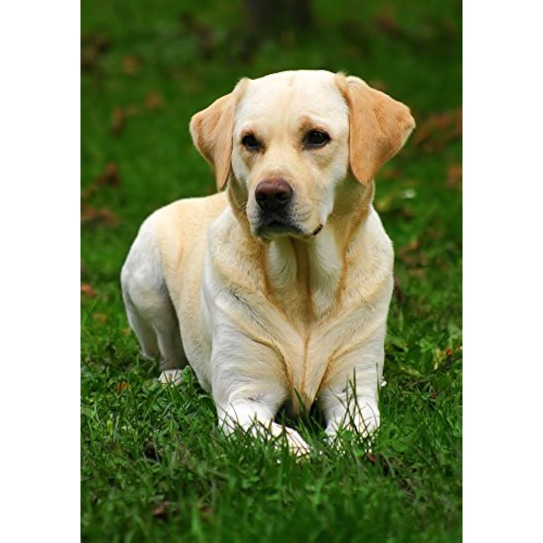 Skinners Field & Trial Maintenance Dry Dog Food - 15kg