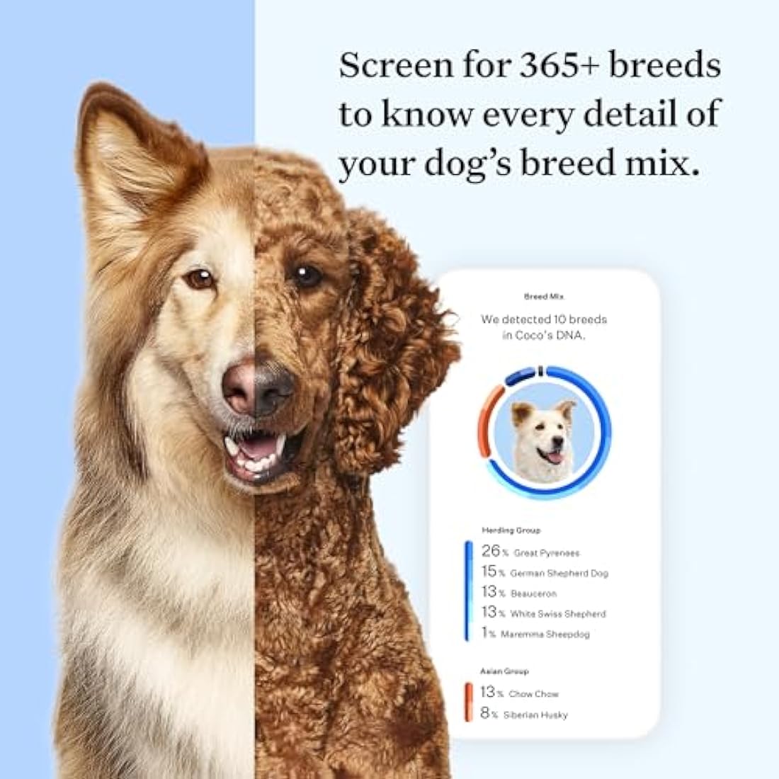 Wisdom Panel Essential: Most Accurate Dog DNA Test Kit for Breed ID and Ancestry | 25+ Genetic Health Conditions | Traits | Relatives,white,75 g (Pack of 1)