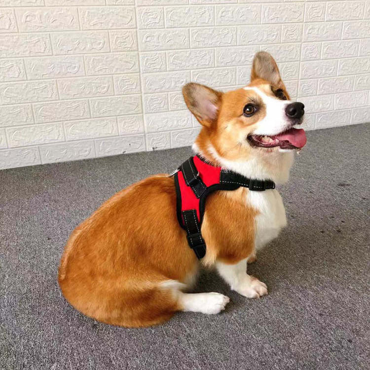 Small Dog Vest Type Rope Chest Back