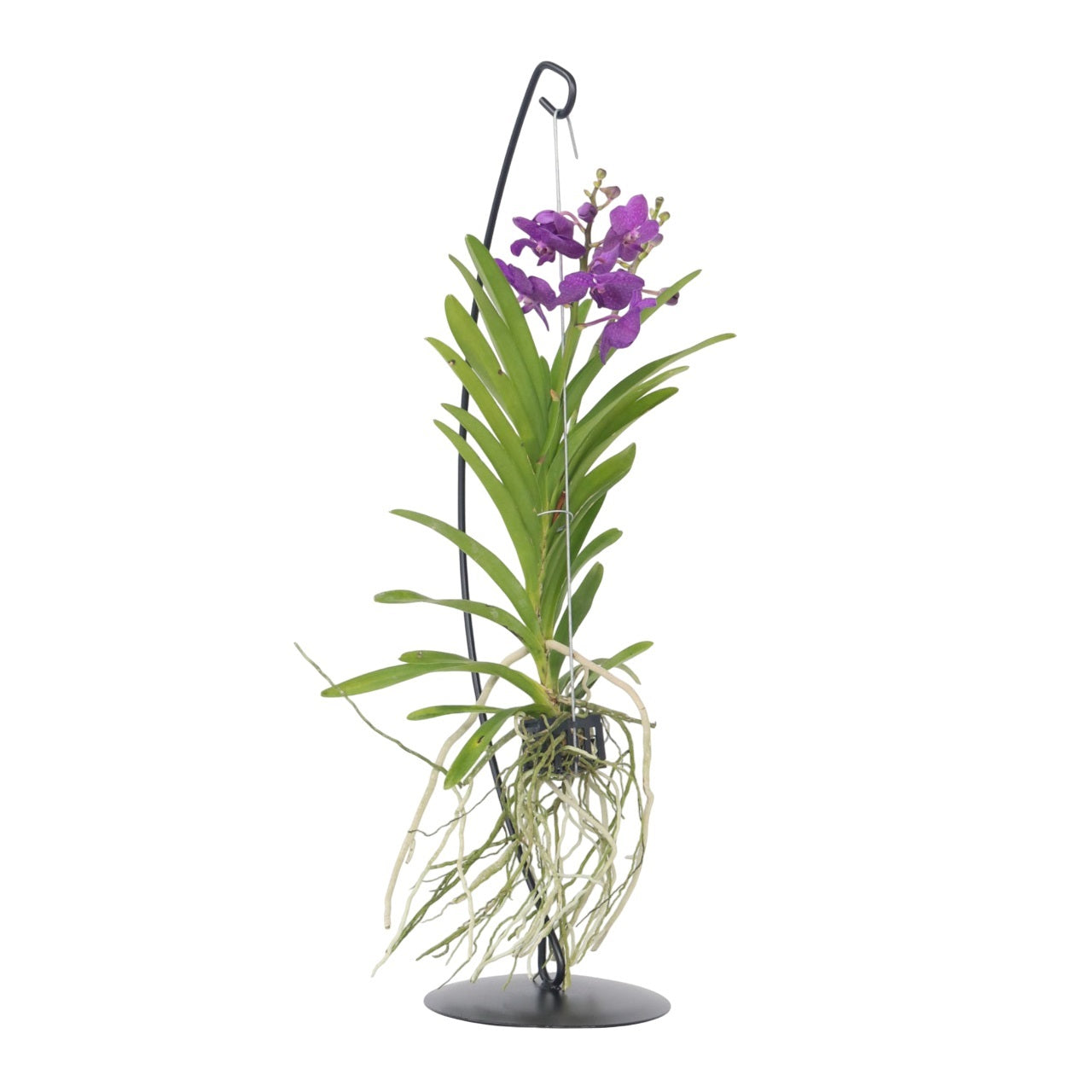 Vanda Orchid - Vanda 'Blue' - Height 45-55cm