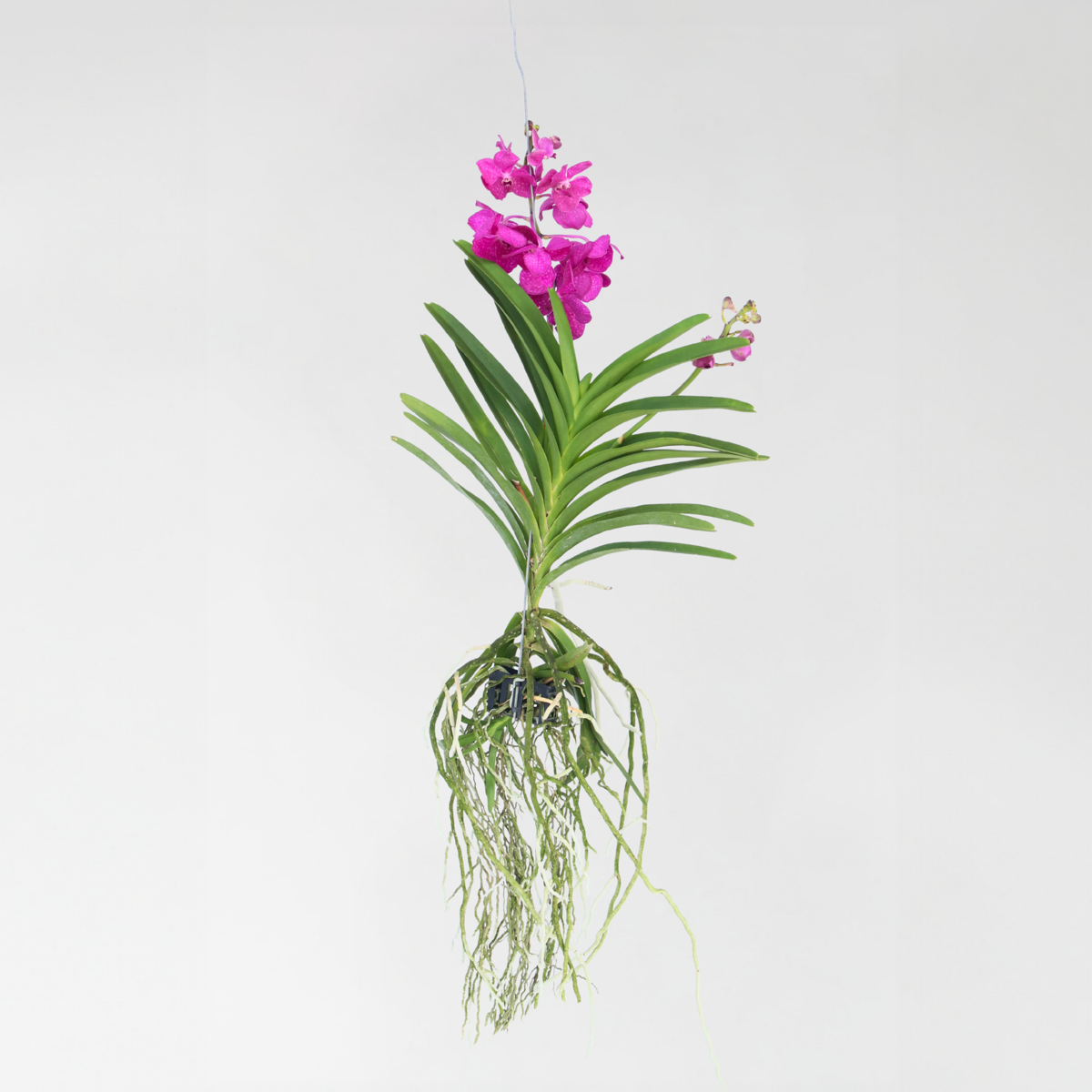 Vanda Orchid - Vanda 'Tayanee Cerise' - Height 55-65cm