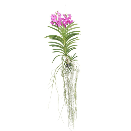 Vanda Orchid - Vanda 'Pink' - Height 45-55cm