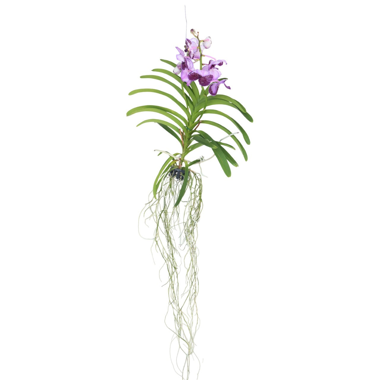 Vanda Orchid - Vanda 'Lila' - Height 55-65cm