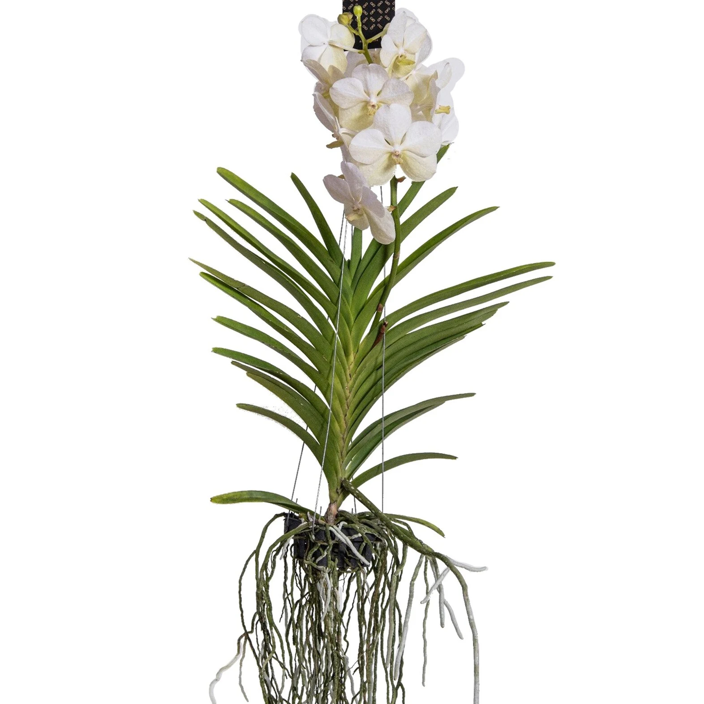 Vanda Orchid - Vanda 'White' - Height 55-65cm