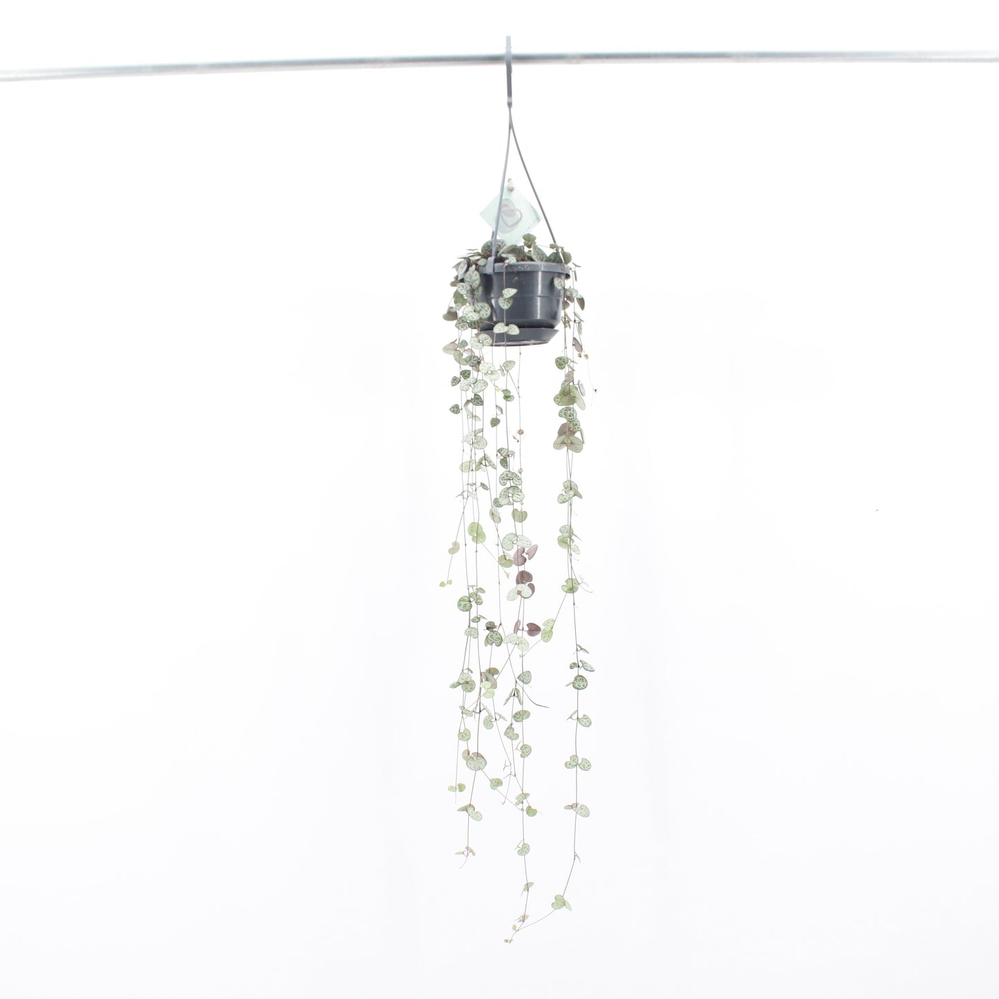 Ceropegia Woodii