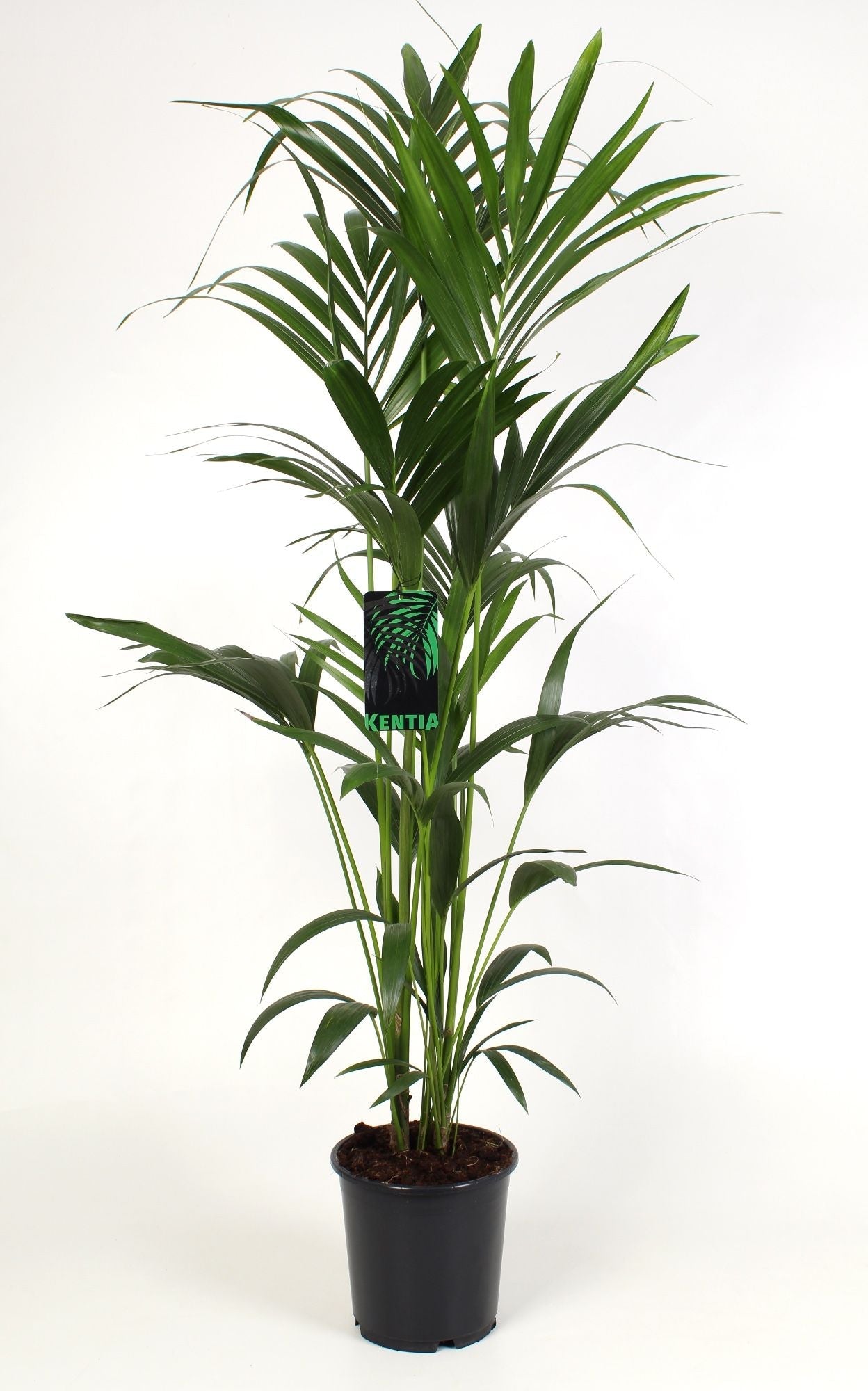 Howea Forsteriana 4pp