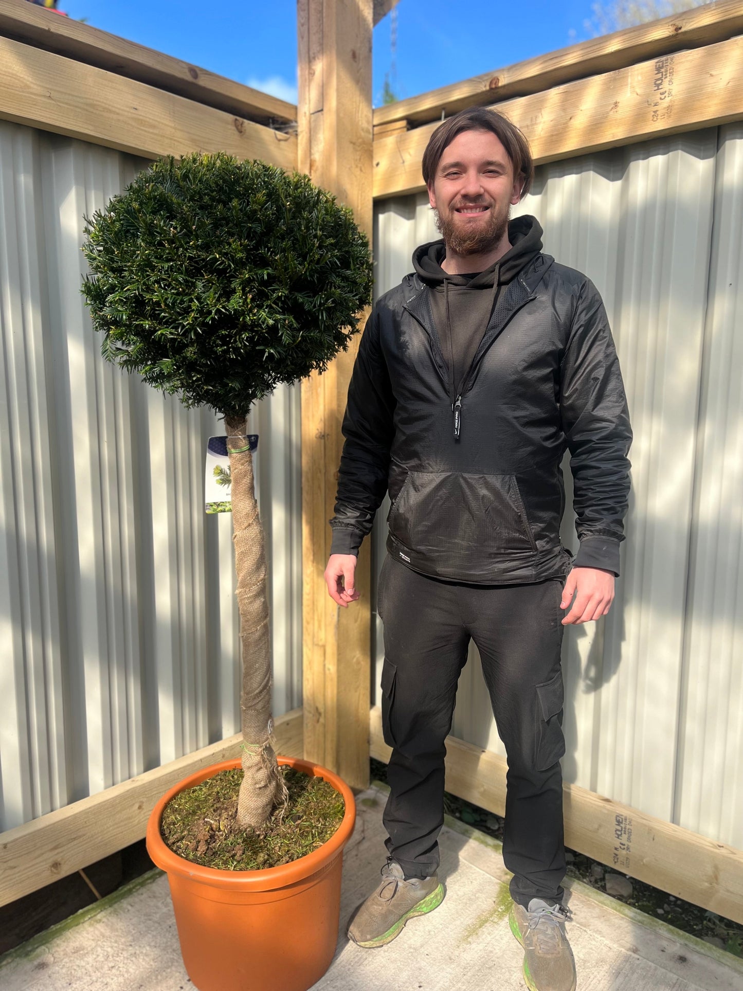 Yew Ball on Stem - Taxus Baccata 45L 170-180cm (STEM 80cm)