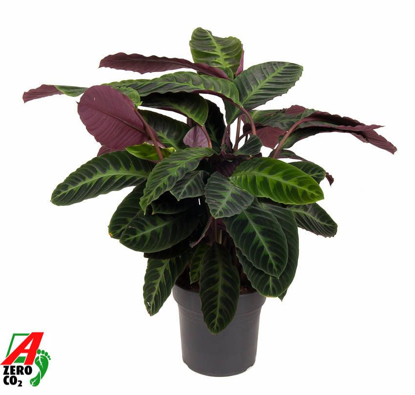 Calathea Warscewiczii