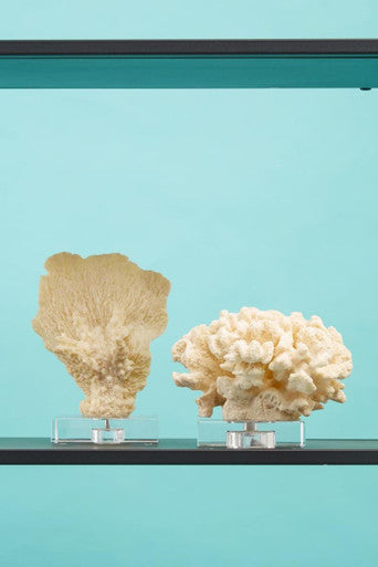 Small White Coral Decor | Boho