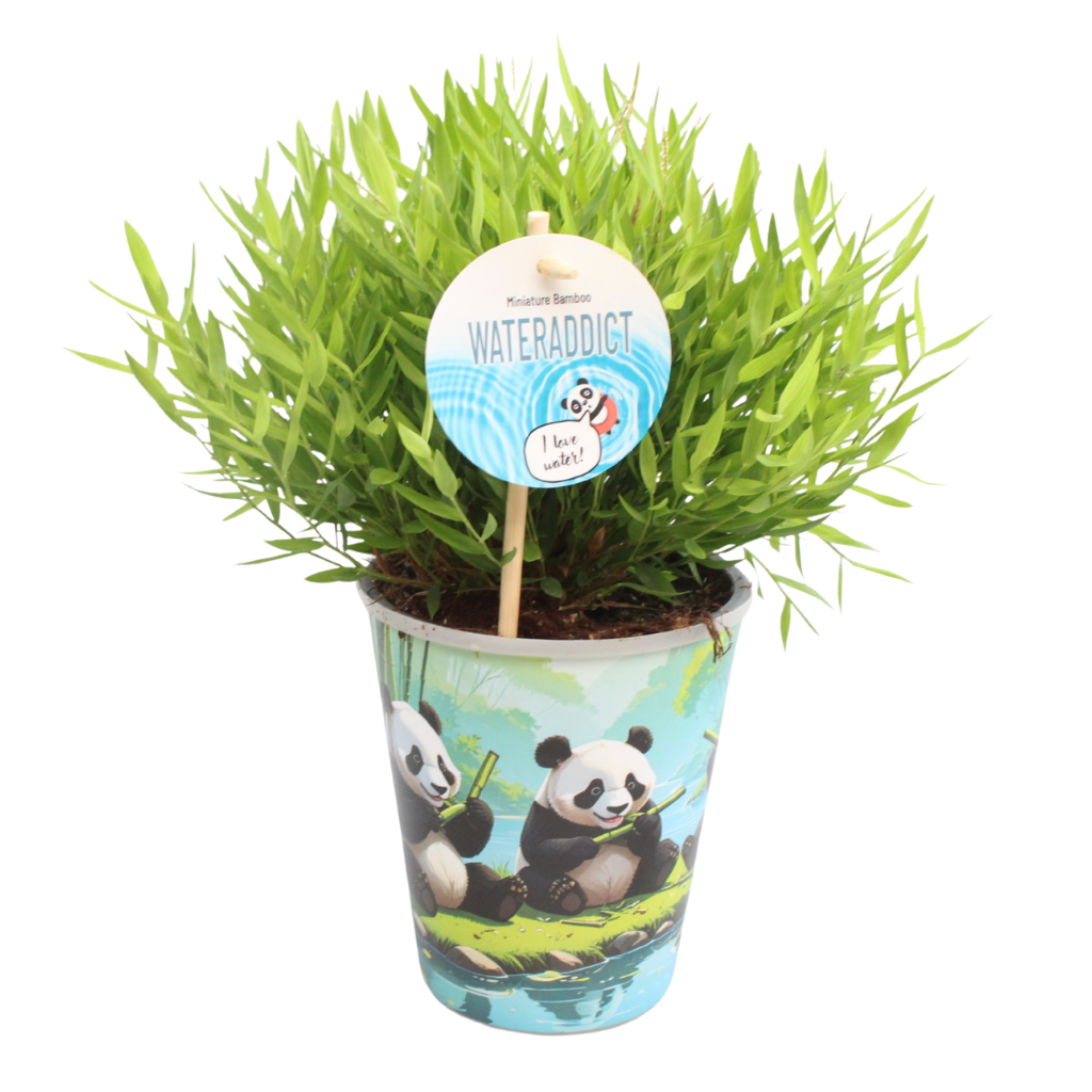 Pogonatherum Monica Potcover Aqua